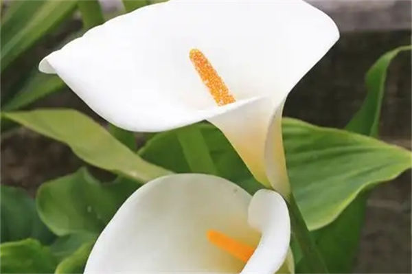 白掌的養(yǎng)殖方法是什么?