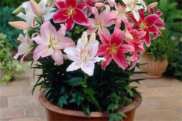 香水百合怎么養?