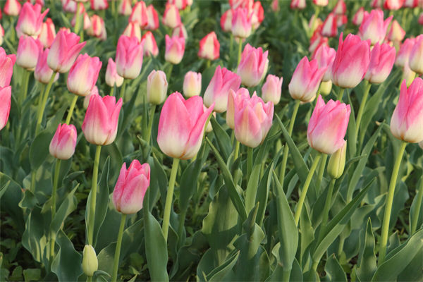 荷蘭的國花是什么?