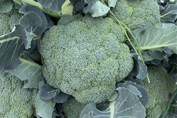 西蘭花的花語是什么?