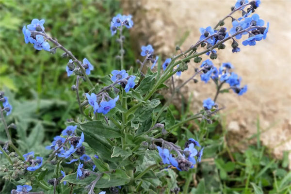 狗屎花是什么花?