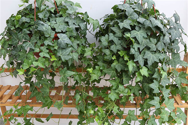 常春藤怎么養?