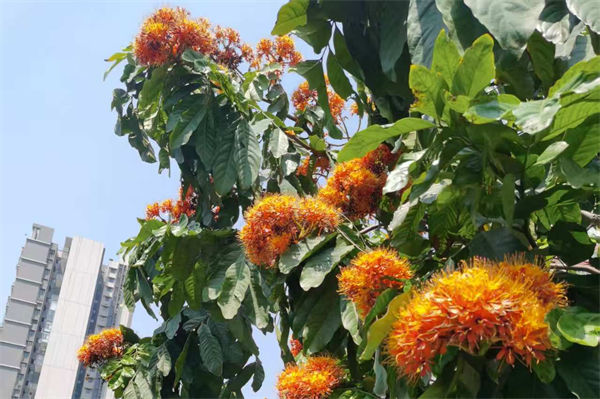 無憂花的花語是什么?