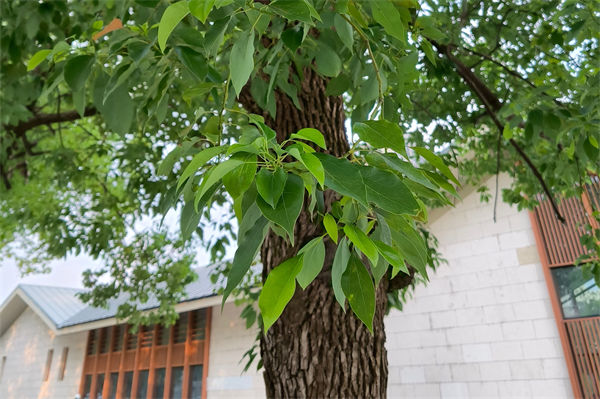 香樟樹的特點有哪些?