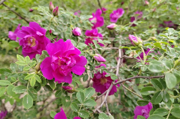 食用玫瑰花是什么品種?