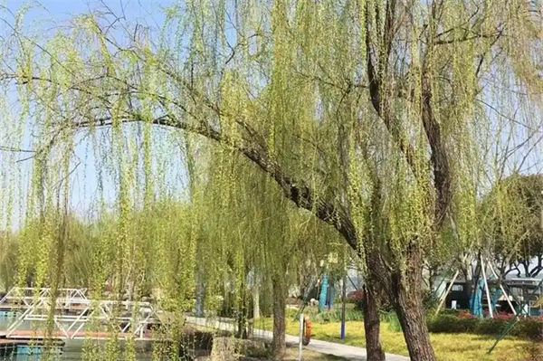 柳絮是柳樹的什么?