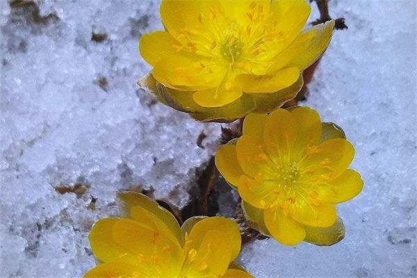 冰凌花的花語是什么?