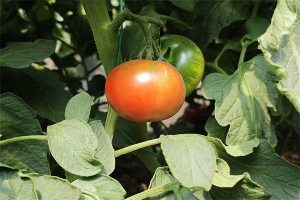 西紅柿種子怎么種?