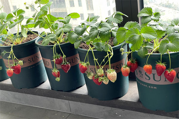 草莓怎么種植方法是什么?