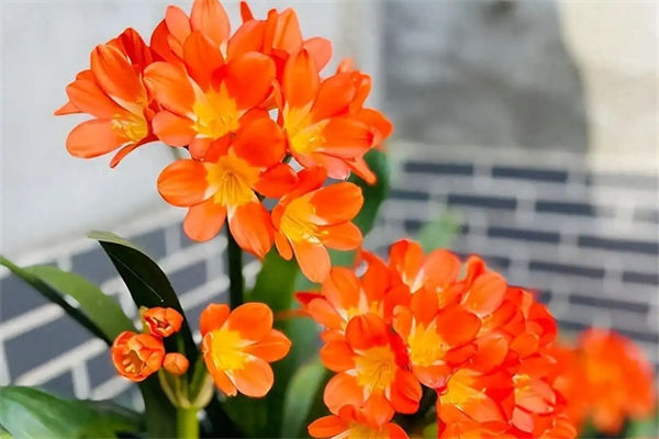 君子蘭爛根怎么辦?