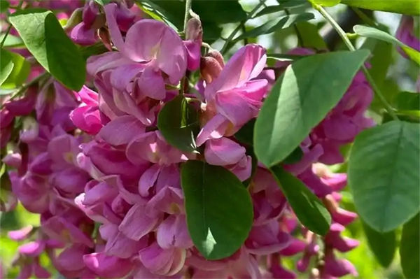 紫槐花可以吃嗎?