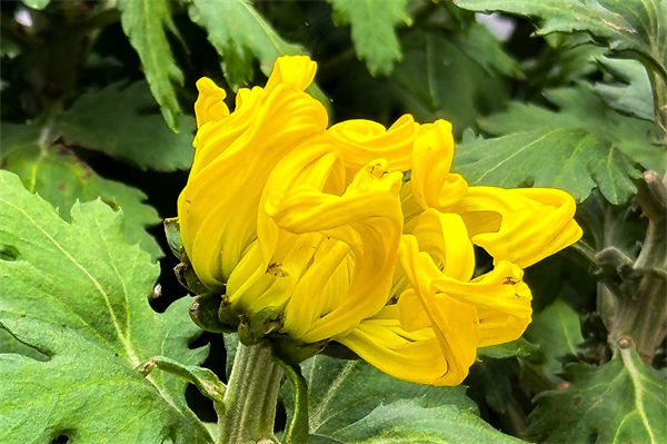 黃菊花的花語是什么?