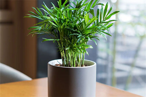 小椰子樹怎么養(yǎng)?