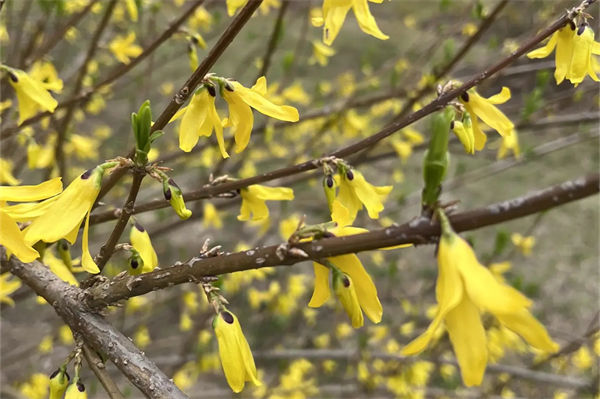 金鐘花什么時候開花?
