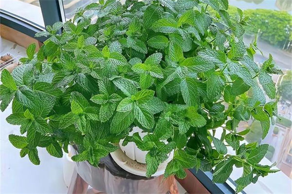 薄荷怎么養?