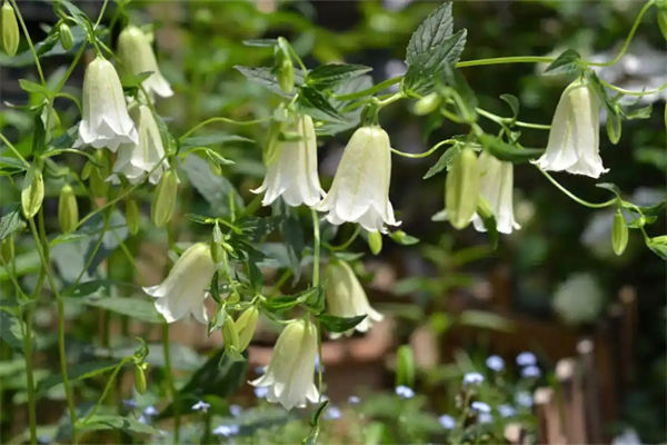 風鈴草的花語是什么?
