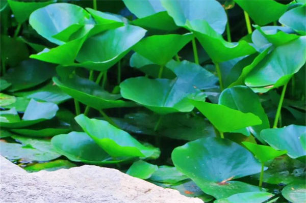 荷葉是什么的什么?