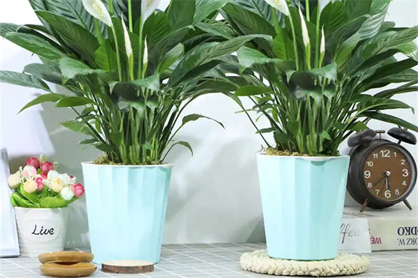 一帆風(fēng)順花怎么養(yǎng)?