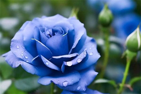 藍玫瑰的花語是什么?