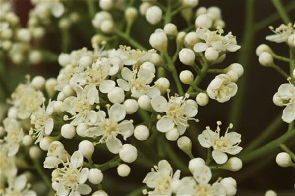 石楠花為什么叫最污花?