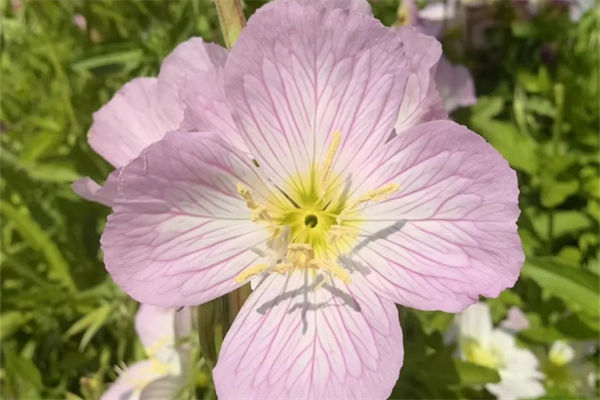 美麗月見草是什么花?