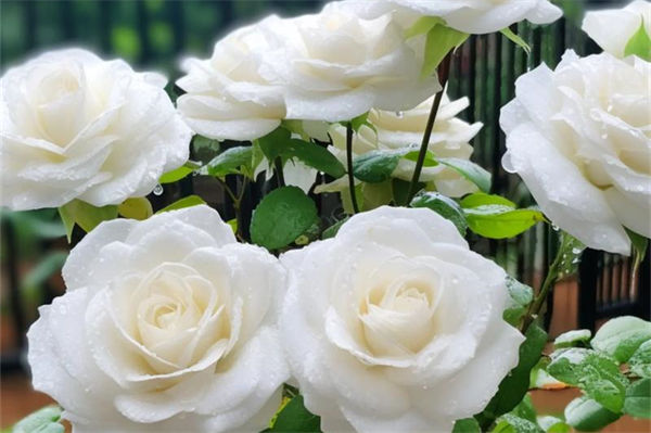白色玫瑰花代表什么意思?