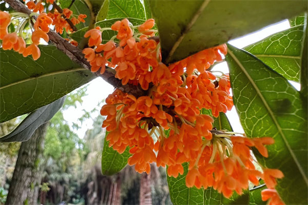 桂花的品種有哪些?