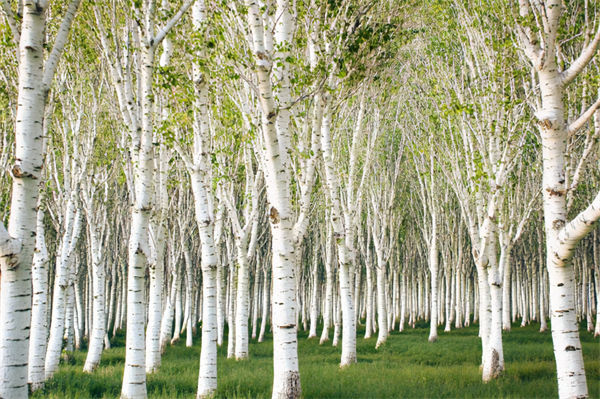 白楊樹的特點有哪些?