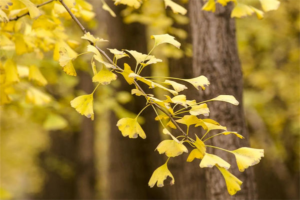植物活化石有哪些?