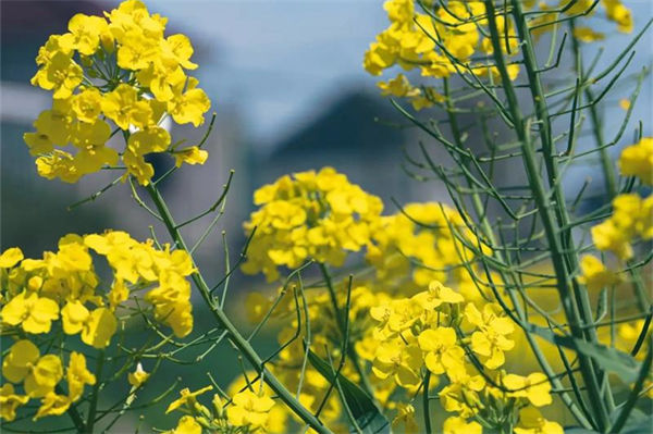 油菜花什么時候開?