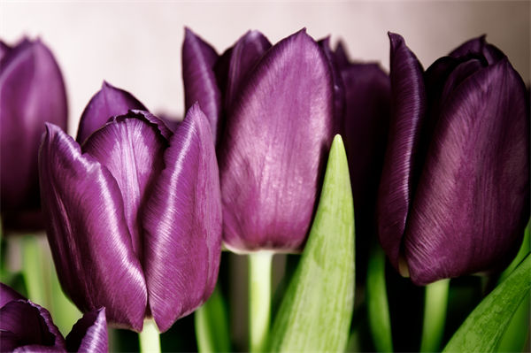 紫色郁金香的花語是什么?