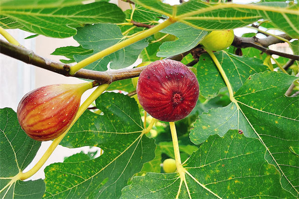 無花果有花還是沒花?