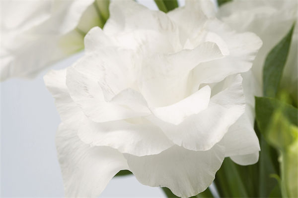 白色康乃馨的花語是什么?