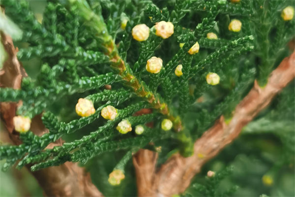 柏樹的種類有哪些?