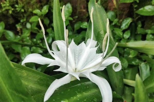 百合花象征什么?