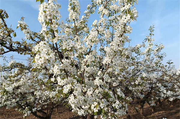 梨樹修剪技術有哪些?