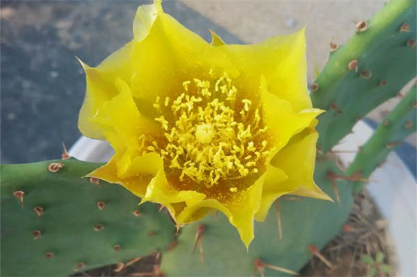 仙人掌原產于哪里?