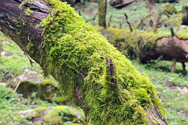 苔蘚植物的特征有哪些?
