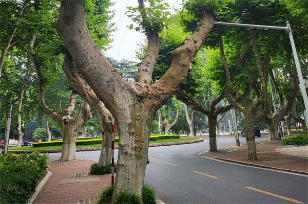 梧桐樹的特點有哪些?