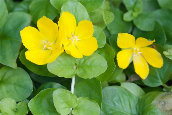 金錢草怎么養(yǎng)?