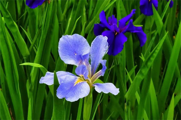 花中四雅是哪四種?