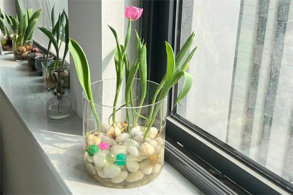 郁金香的象征意義是什么?