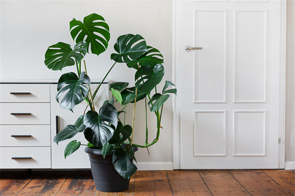 吸甲醛最快最有效的植物有哪些?