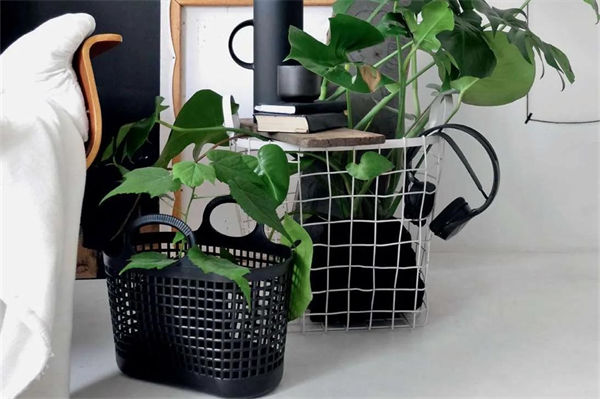 綠植養護要注意什么?