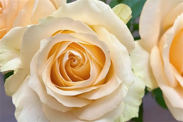 為什么香檳玫瑰不能隨便送人?