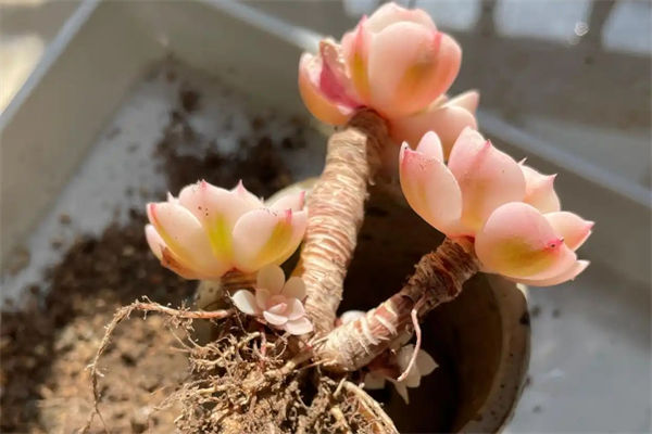 多肉換盆怎么操作?