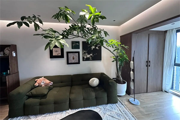 發財樹的葉子發黃干枯掉落什么原因?