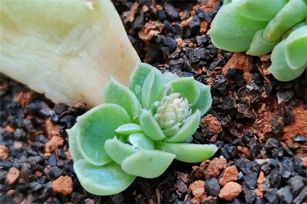 葉插多肉的步驟是什么?