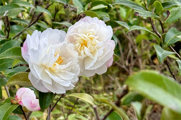 春天開的花有哪些?