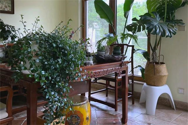 金魚吊蘭的養殖方法和注意事項是什么?